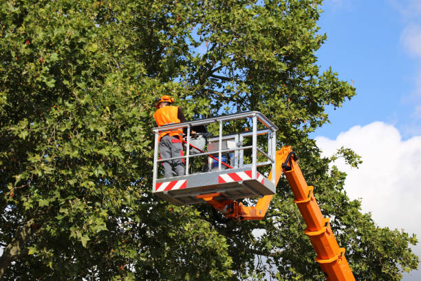 How Our Tree Care Process Works  in  Fair Lawn, NJ