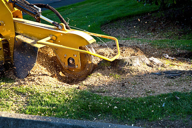 Professional Tree Services in Fair Lawn, NJ